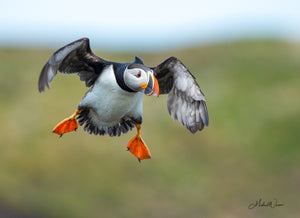 Open image in slideshow, Puffin Gliding
