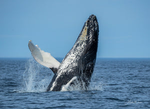 Open image in slideshow, Evening Whale Breach
