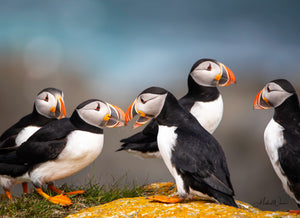 Open image in slideshow, Puffin Gathering
