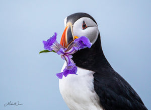 Open image in slideshow, Puffin With Iris
