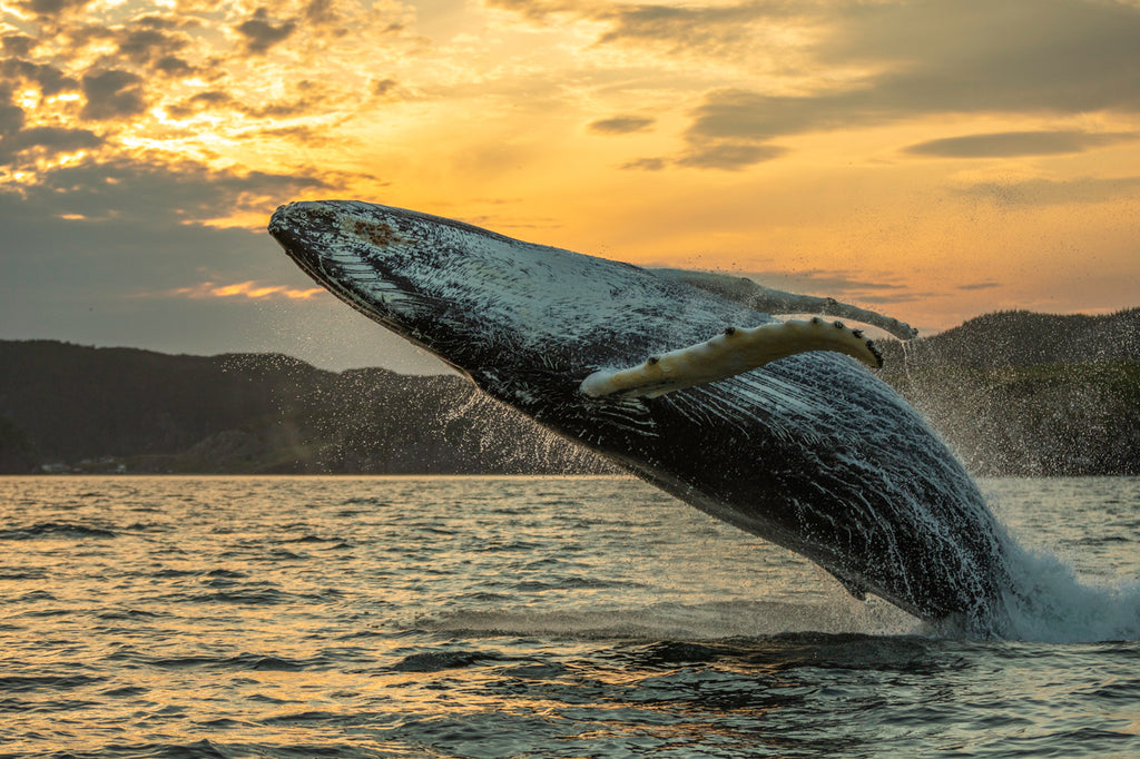Humpback Whale Breach at Sunset
