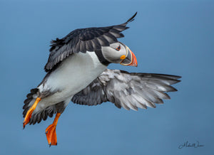 Open image in slideshow, Puffin Turning
