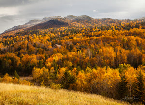 Open image in slideshow, Humber Valley Autumn
