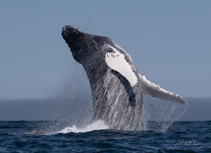 Open image in slideshow, Whale Breach Turn
