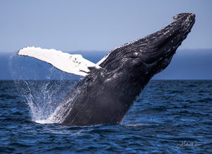 Open image in slideshow, Whale Breach Close

