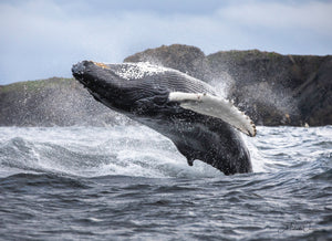 Whale Breach Bonavista