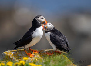 Open image in slideshow, Puffin Affection
