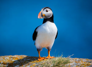 Open image in slideshow, Puffin In Blue
