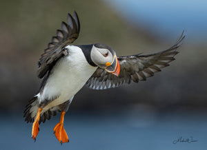 Open image in slideshow, Puffin Landing
