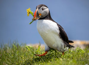 Open image in slideshow, Puffin Nesting Material
