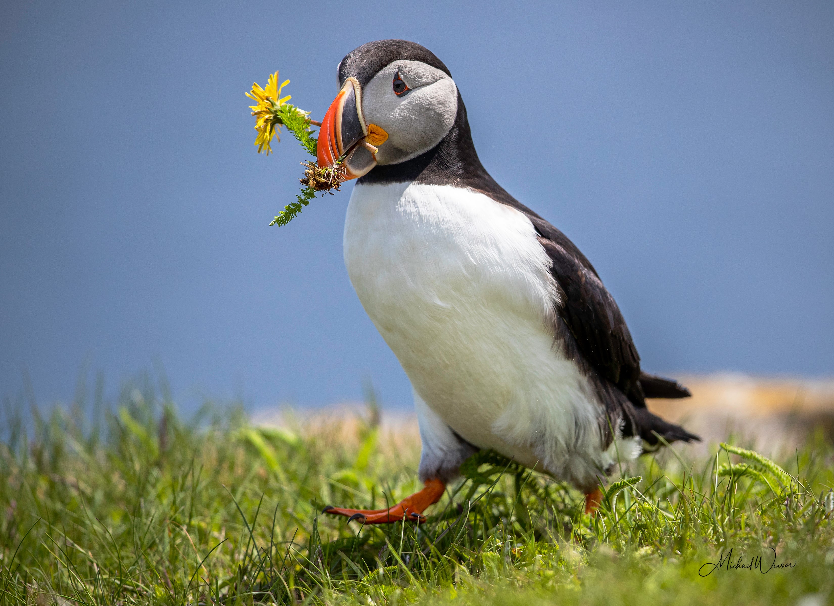 Puffin Nesting Material